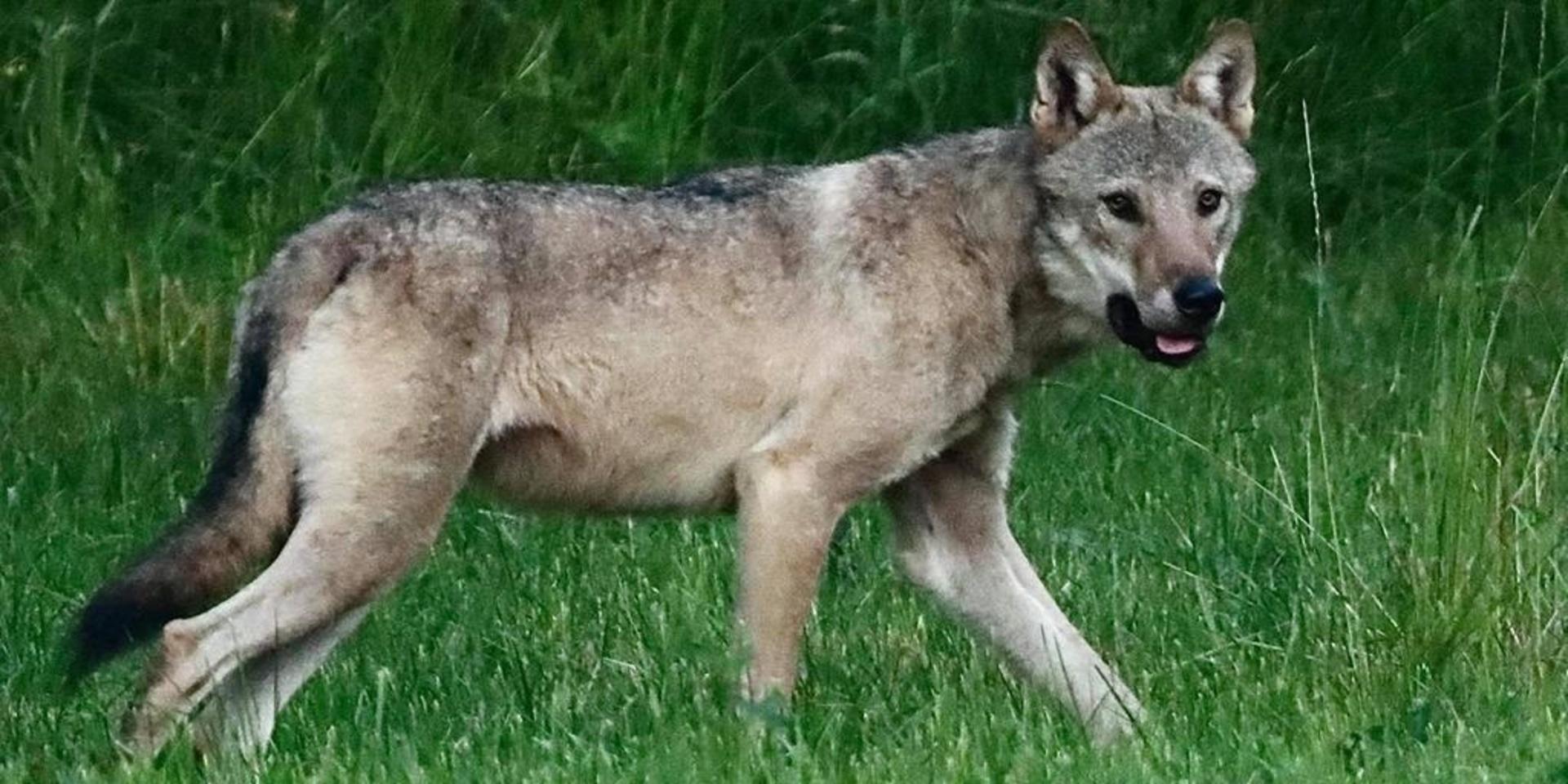 Jakten efter vargen som fångades på bild på Orust av läsaren Ulf Jedborg utvidgas nu även till Tjörn.