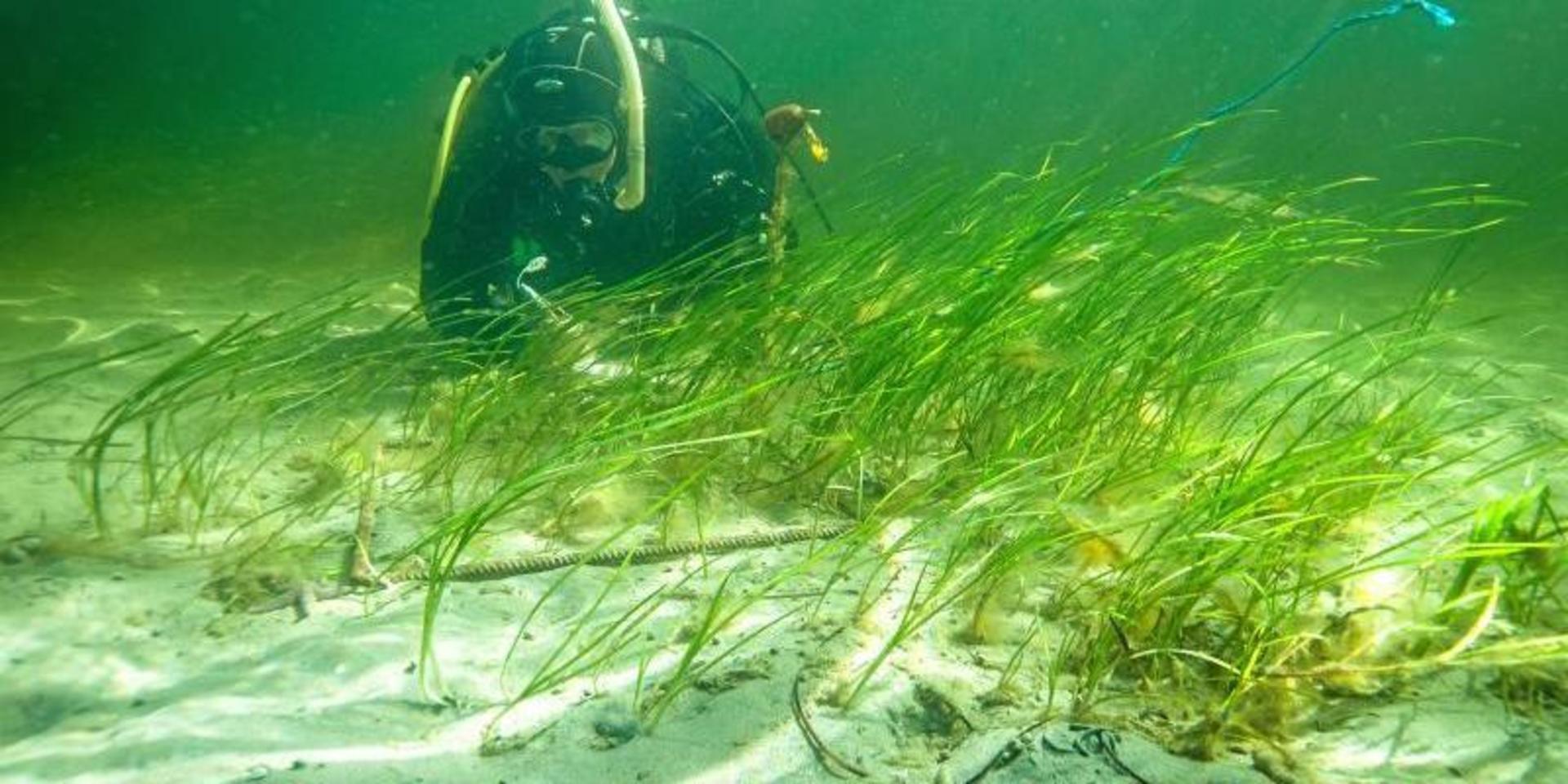 Den främsta orsaken till att ålgräset försvinner är övergödning och överfiske. Bilden är tagen vid från testplantering av ålgräs i Gullmarsfjorden.