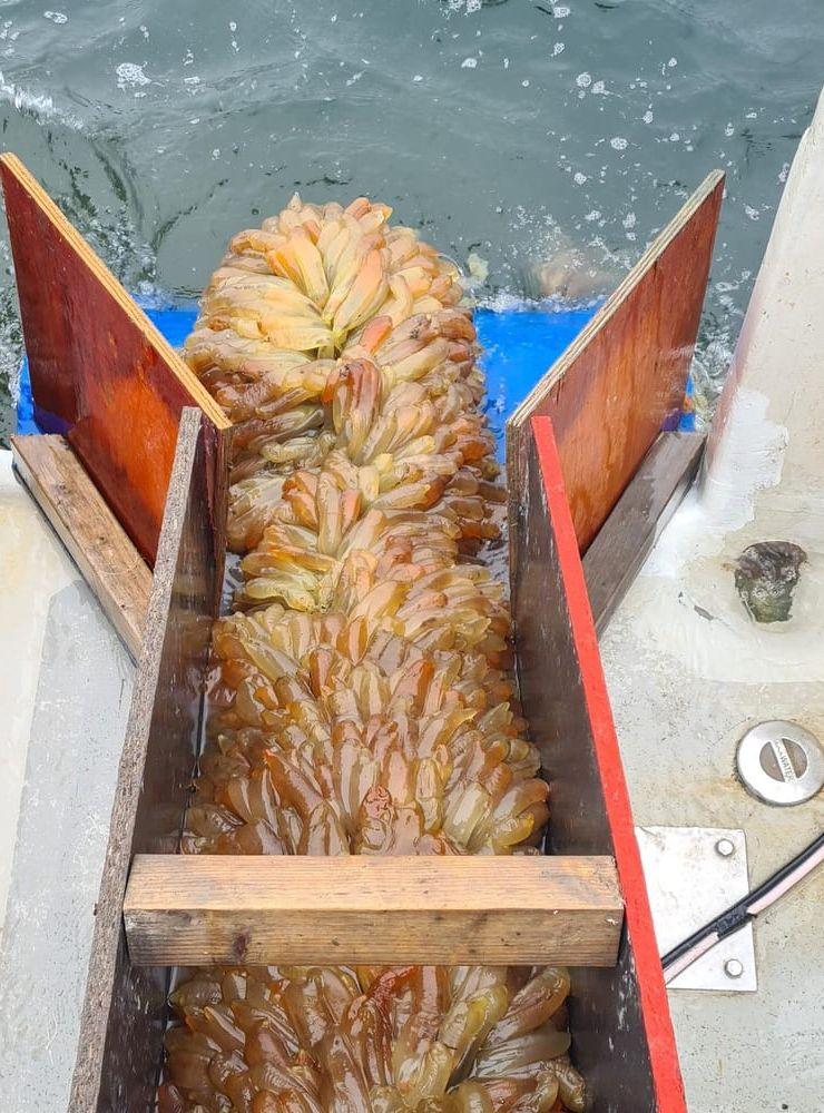 I Kina äter man sjöpung rå, som ett ostron, och i Chile är det en delikatess som säljs bredvid hummern i fiskdisken. I Europa är det dock knappast någon som intresserat sig för det anemonliknande vattendjuret innan Marine Taste nu satt sin fond och sjöpungsfärs på världskartan.